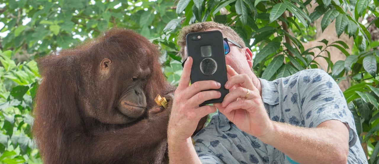 Orangutan selfies in Bali