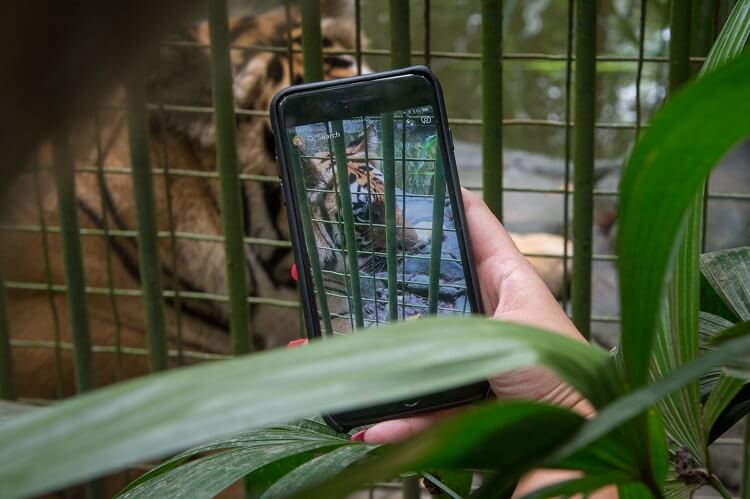 Tiger used for photos, Bali