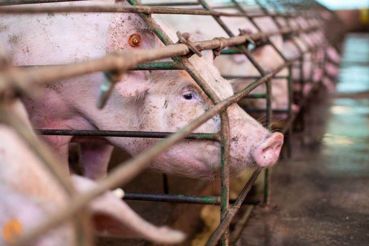 A mother pig in crate