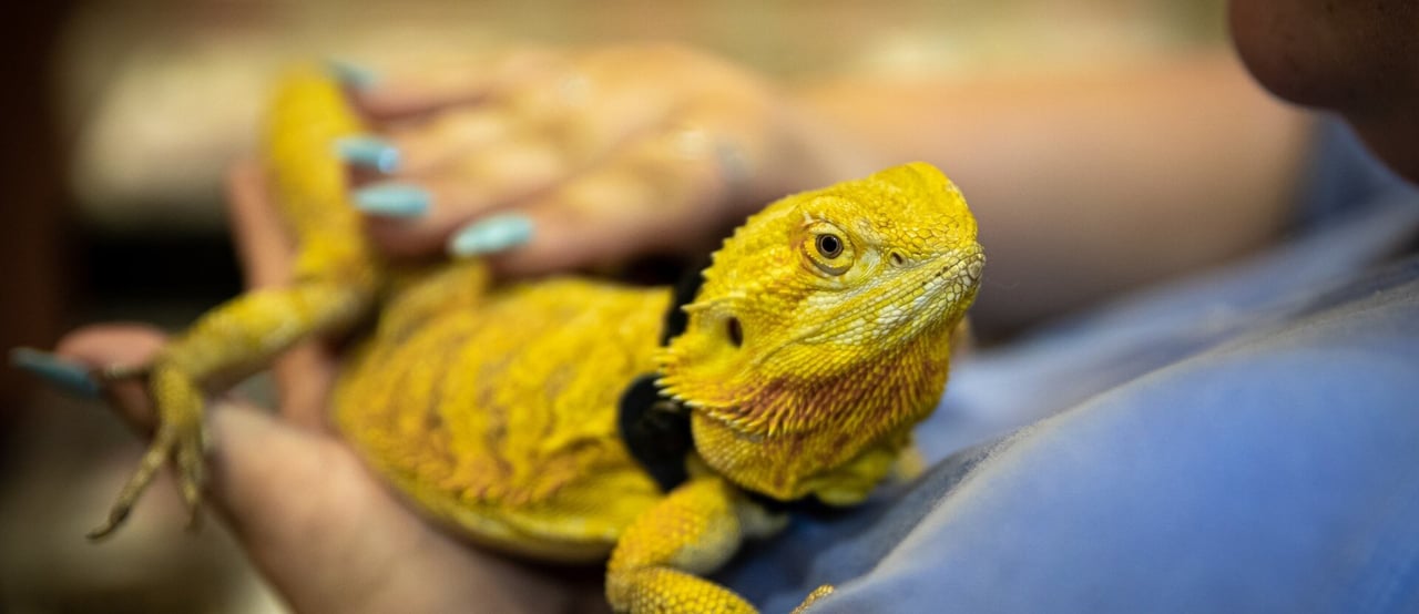 Lizard at a pet expo, Memphis, USA