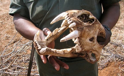 Lion skull