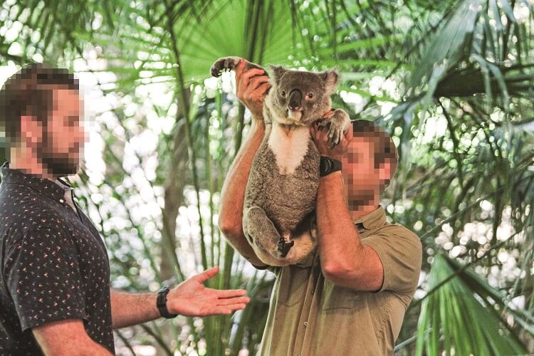 Koala cuddles at Lone Pine, Australia