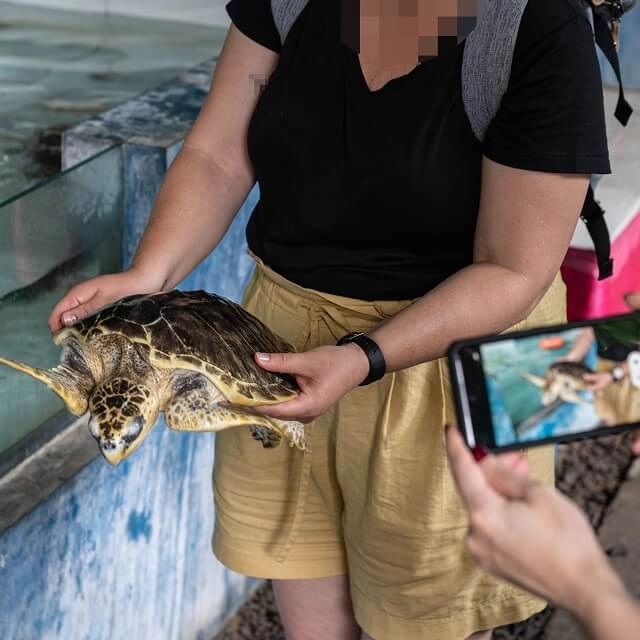 Fantasi turtle island. Credit: Andito Wasi / World Animal Protection