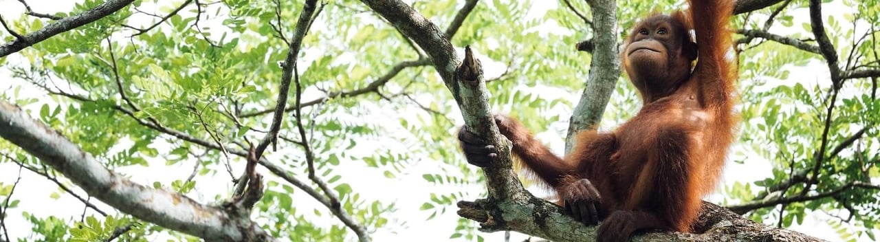 Baby wild orangutan