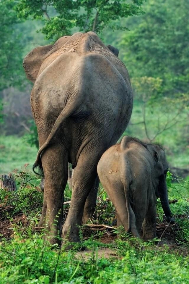 Elephant in the wild
