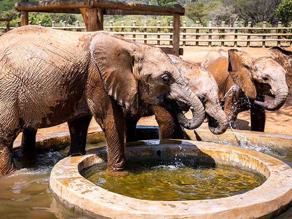 Elephants in Reteti