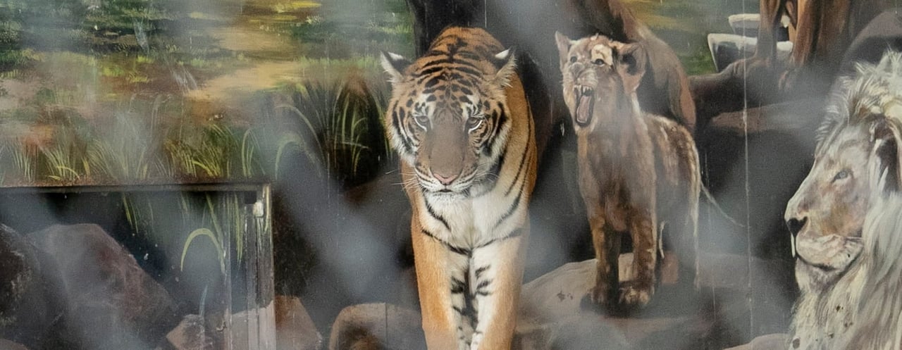 Captive tiger at Sriayuthaya Lion Park