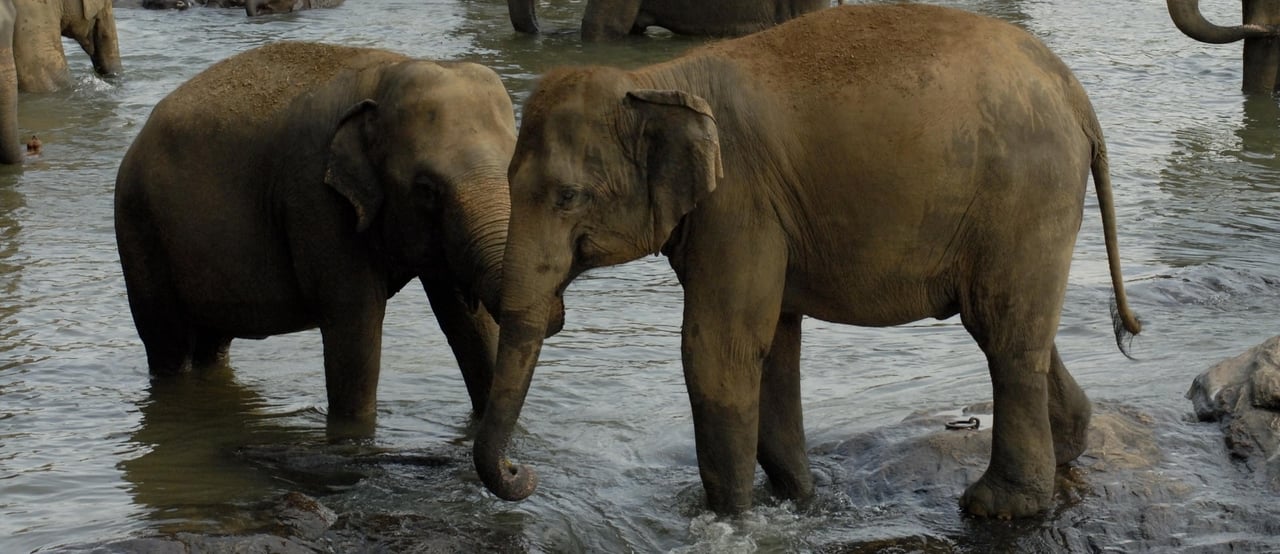 Elephants in a river, Sri Lanka