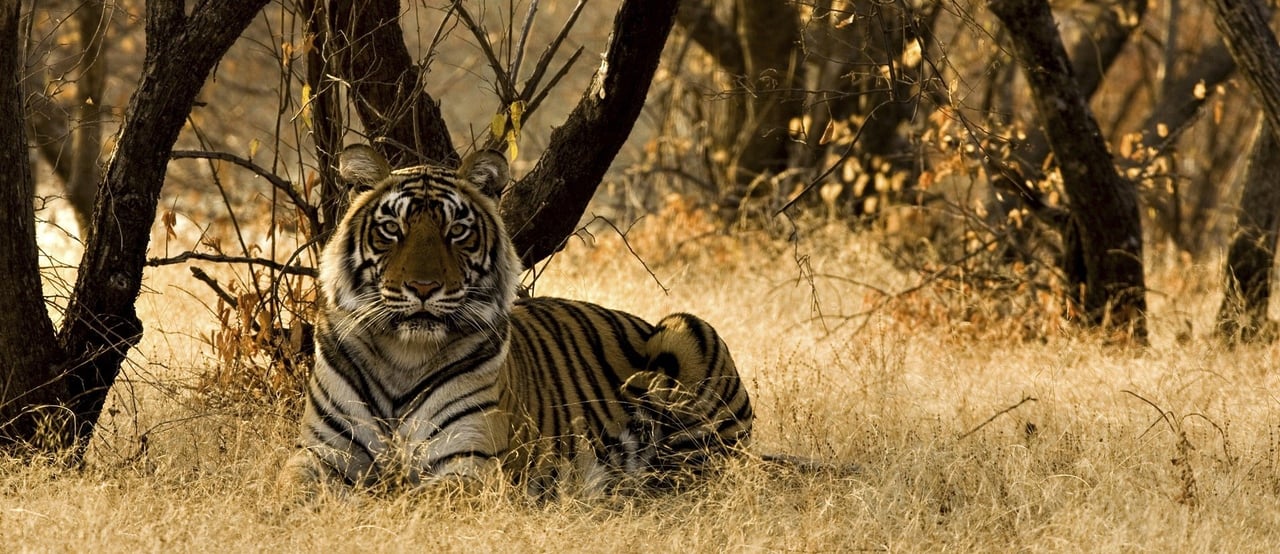 Wild tiger, India