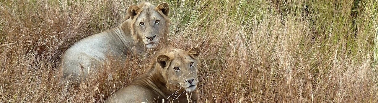 Lions in the wild