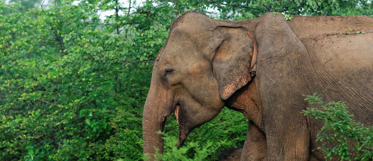 Wild elephant in Udawalawa National Park Sri Lanka