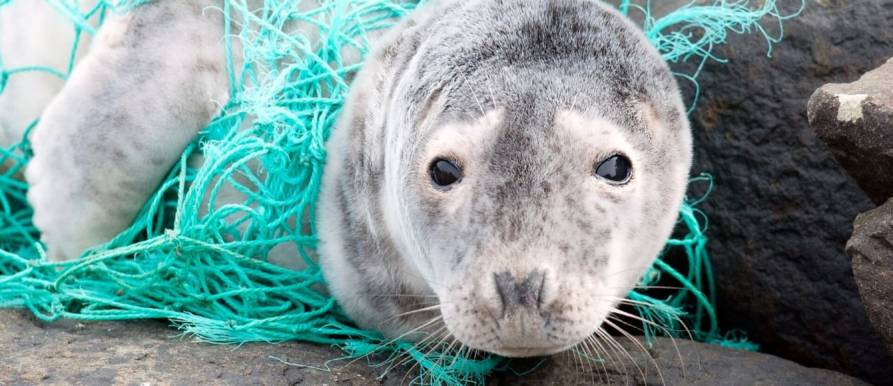 Seal with fishing gear