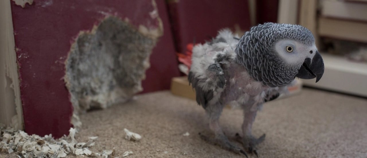 A pet African Grey Parrot