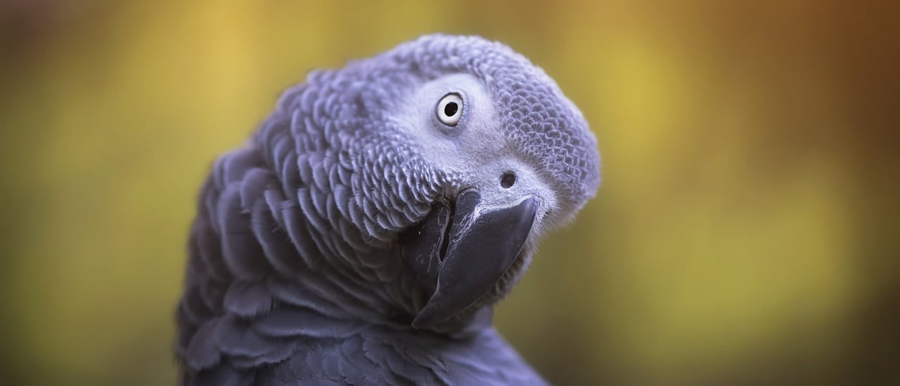 Wild African Grey Parrot