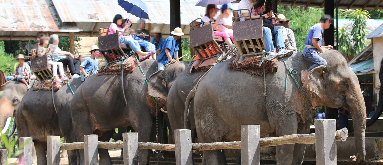 Elephant riding in Thailand