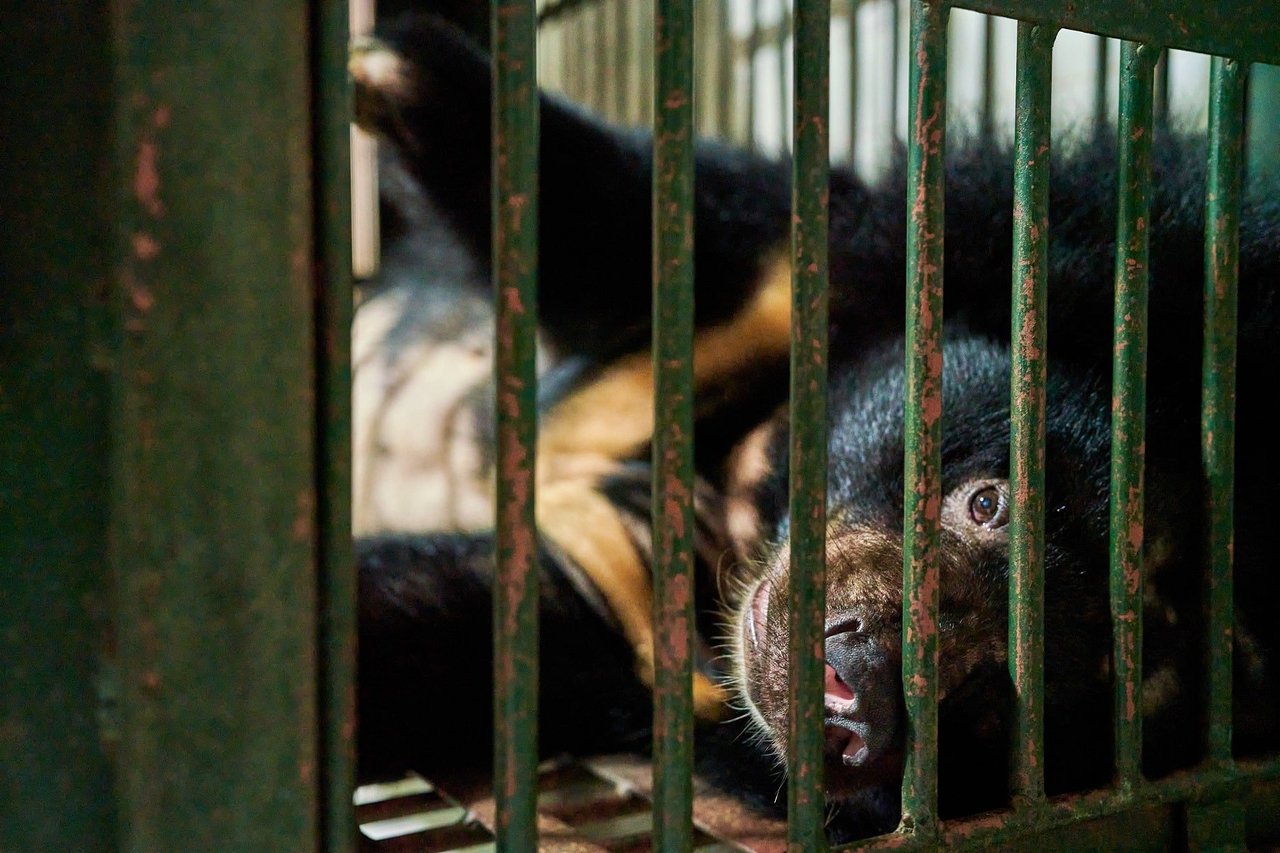 Bear rescued from bile industry