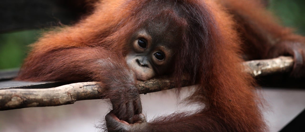 Baby orangutan