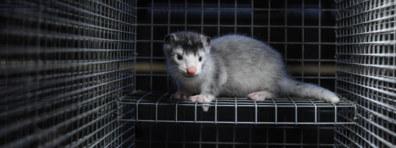 Mink in a cage