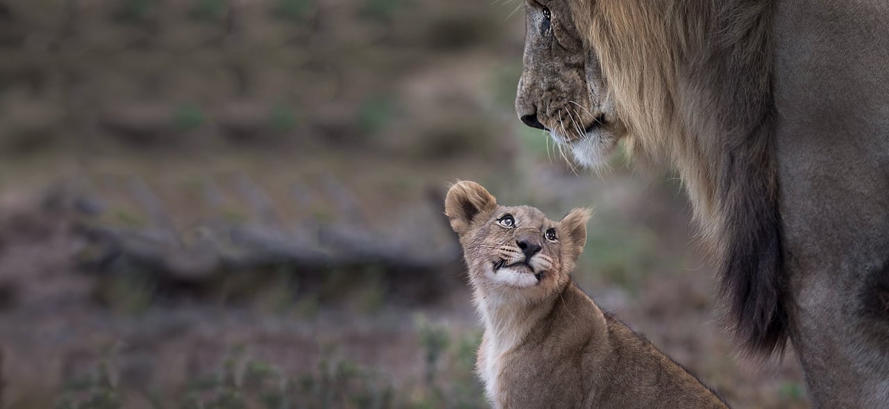 Lion and cub