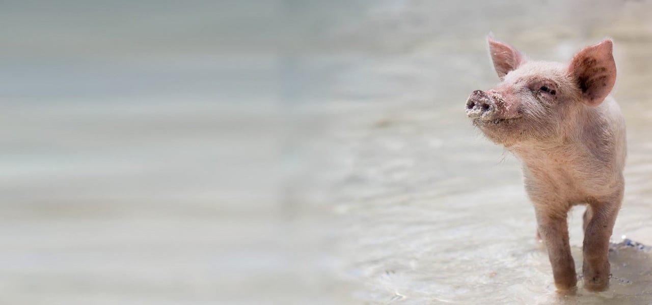 Piglet in the water