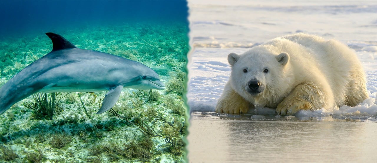 Dolphin and polar bear in the wild