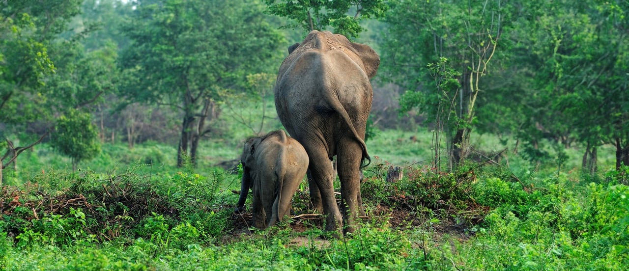 Wild elephants, Sri Lanka