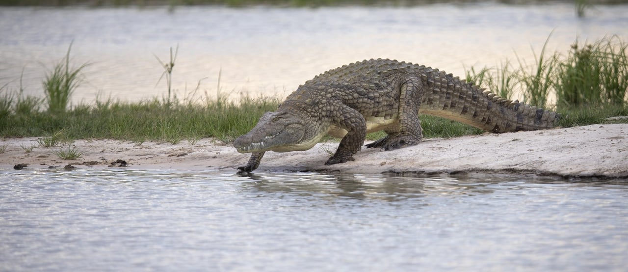 Wild crocodile, Zimbabwe
