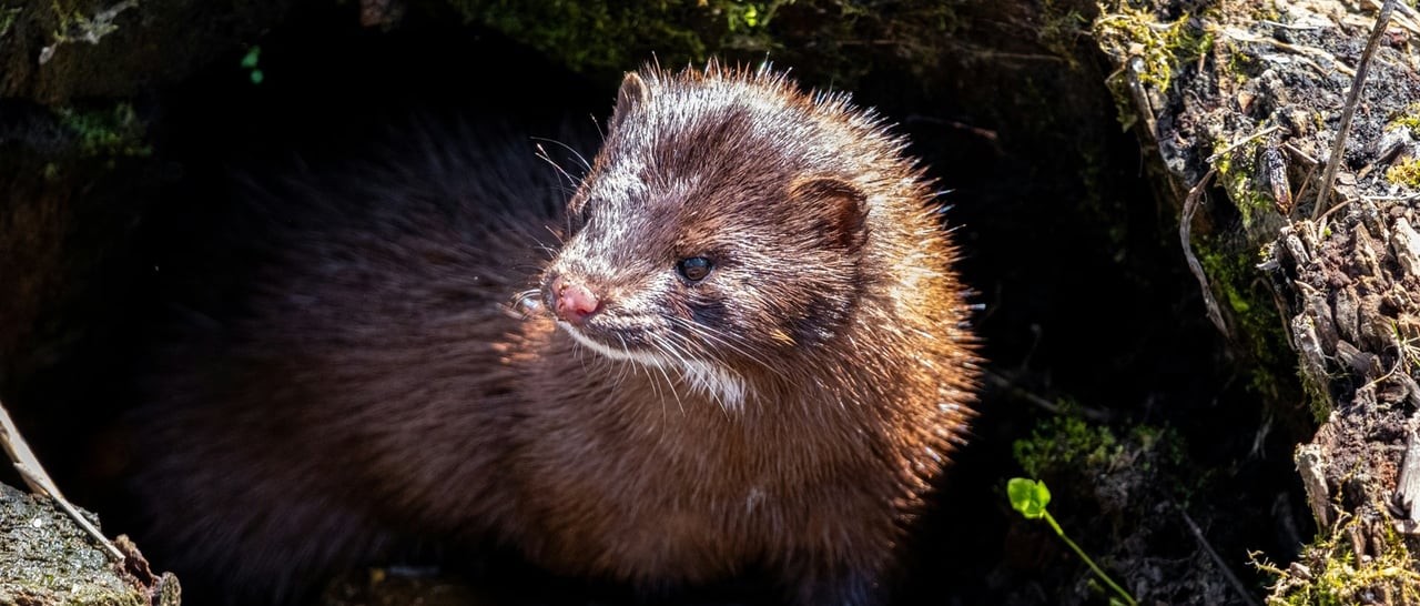 Wild mink