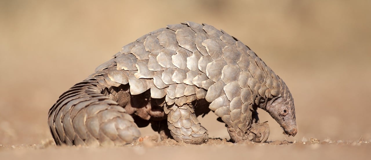 Wild pangolin, Namibia