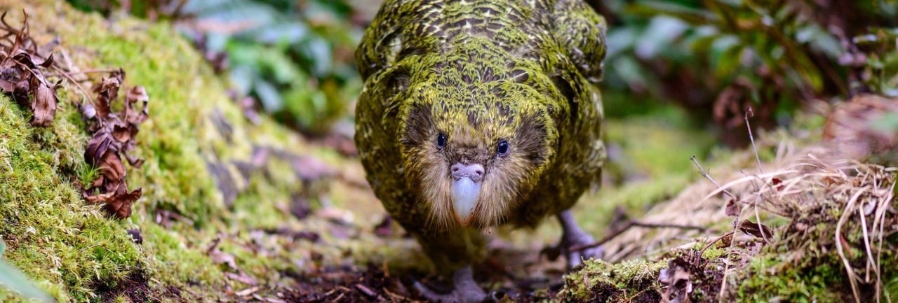 Wild kakapo in New Zealand