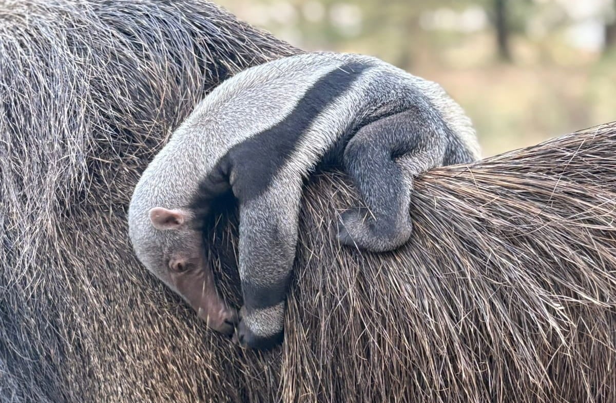 Cecilia the anteater's new baby clings to her