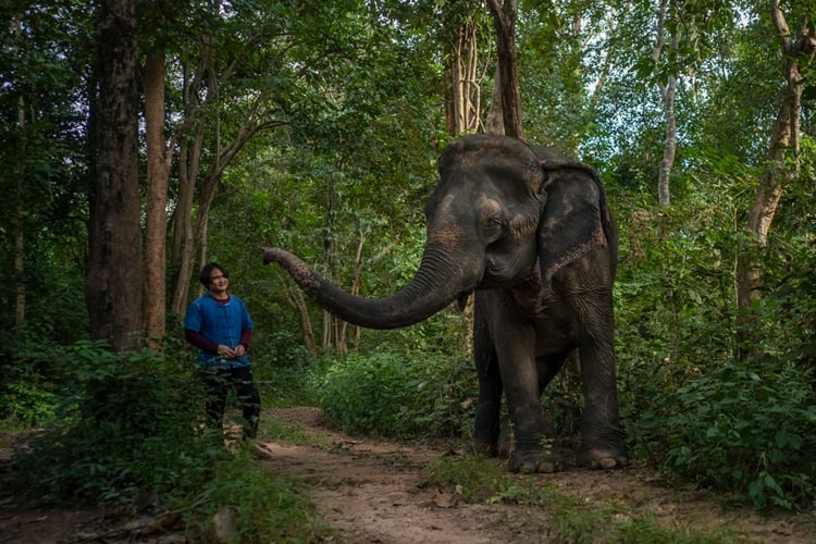 Sribu, Elephant Forest, Thailand