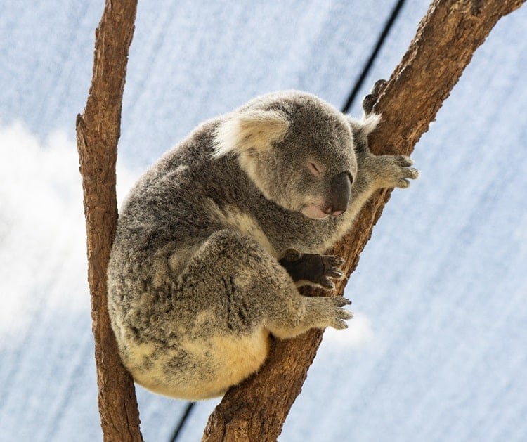 Koala sleeping