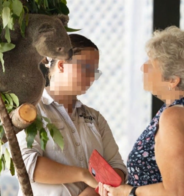 Koala participating in Paradise Country’s ‘Breakfast with Koalas’