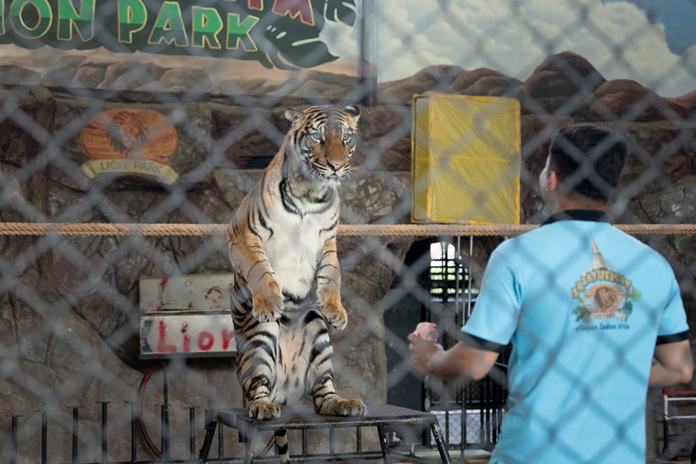 Tiger in captivity performing at Sriayuthaya Lion Park