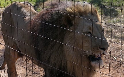 Lion in captive facility, South Africa