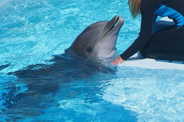 Dolphin in captivity at Zoomarine, Portugal