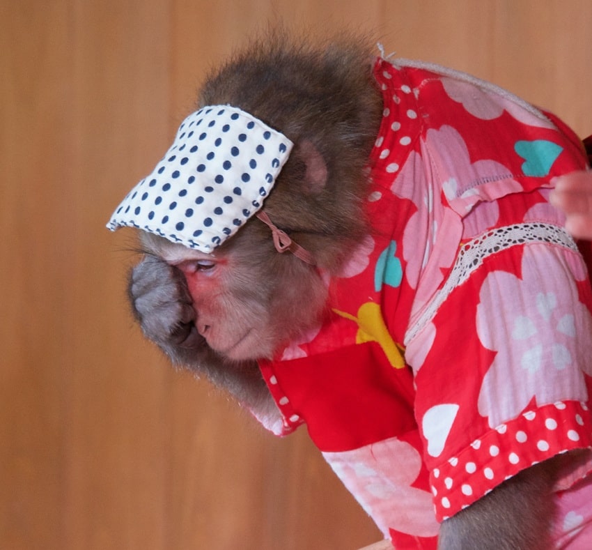 Aoi performs during one of her daily shows at Osayu Monkey Show in Japan