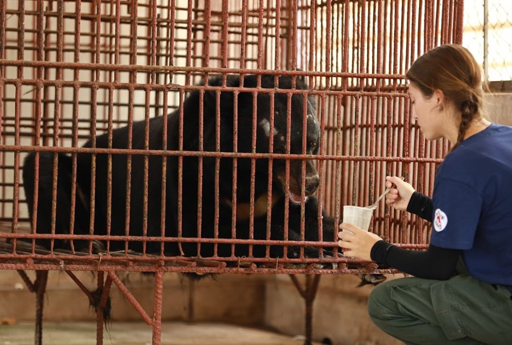 Chinh bear rescue in Binh Duong
