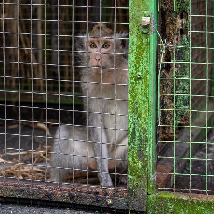 Johnny the macaque in captivity at Turtle Island