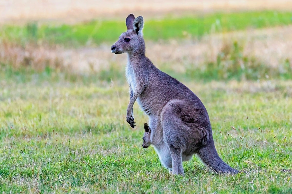 Kangaroo in Australia