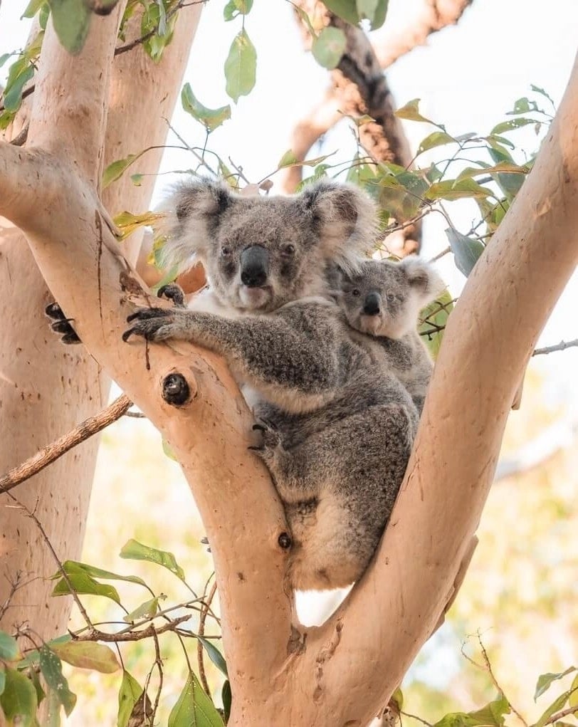 Koala in the wild