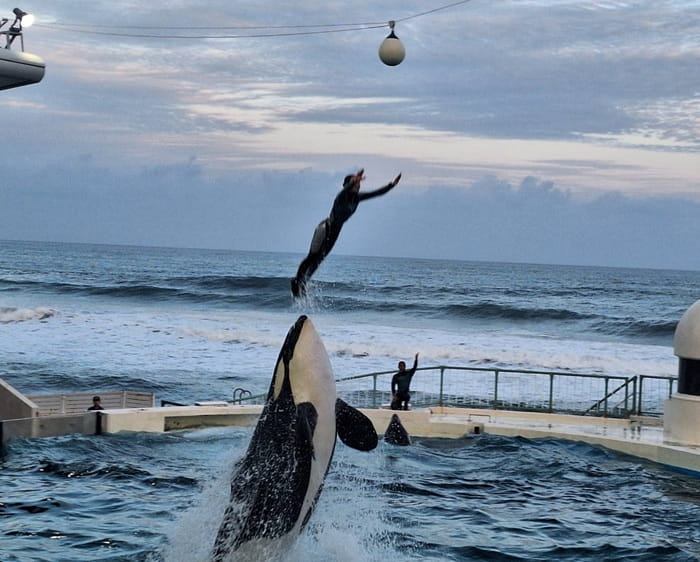 Lovey the orca performing a trick in captivity
