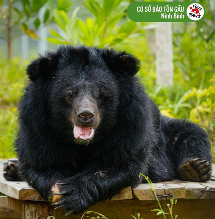 Na – a previously rescued bear - spent 20 years in heartbreaking conditions on a bile farm but now lives free at a FOUR PAWS sanctuary