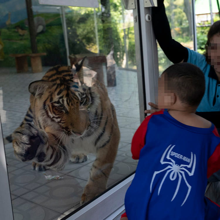 Thunder the tiger in captivity at a lion park in Thailand