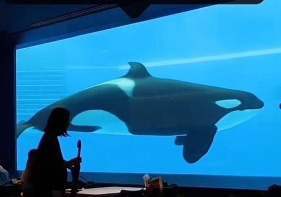 Wild caught Stella, the oldest orca in captivity within Japan