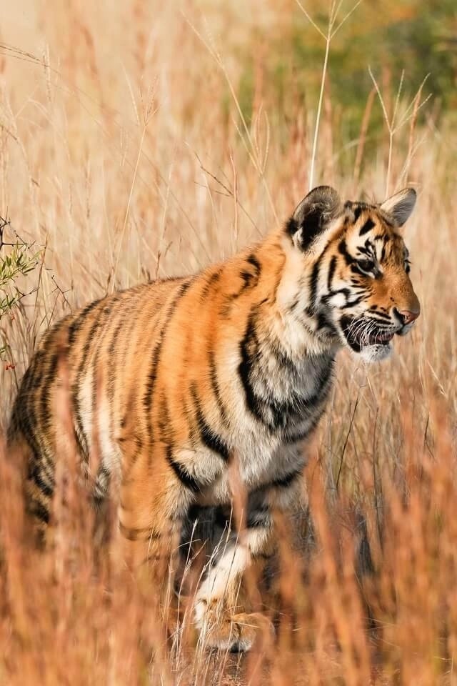 Tiger in the wild