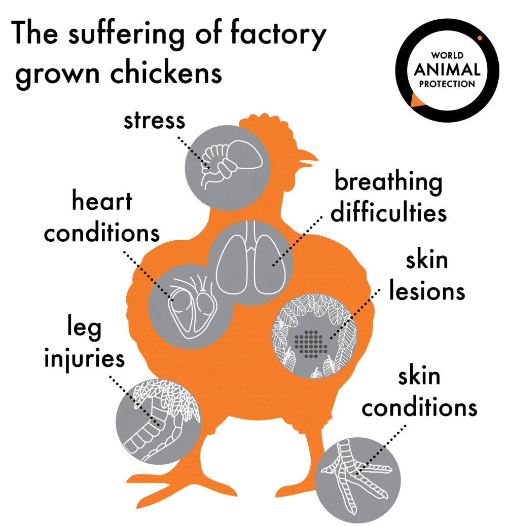 Chicken suffering on a factory farm