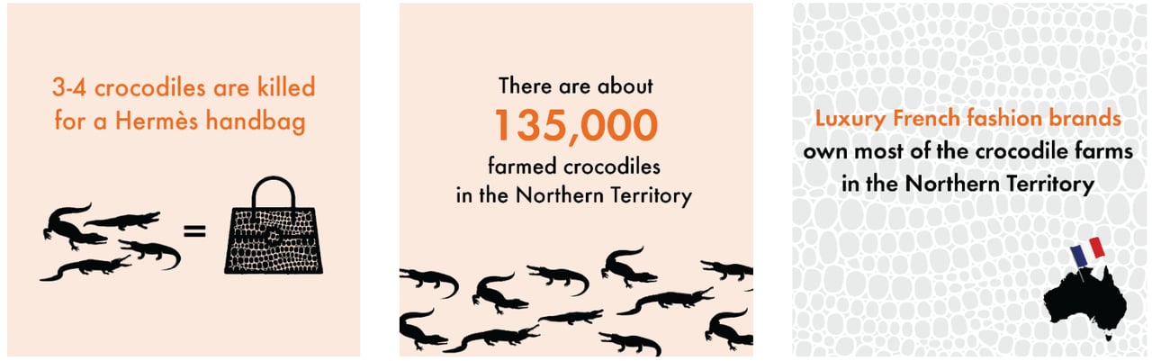 Crocodile skin farming infographic