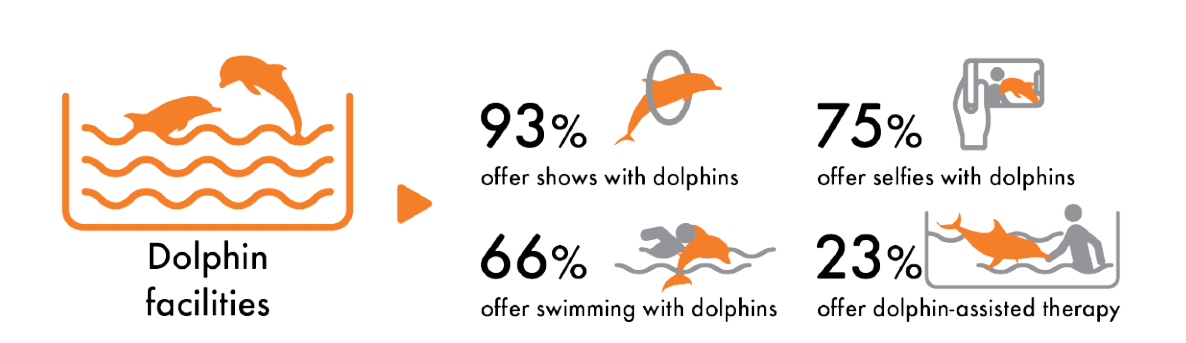 Dolphin infographic